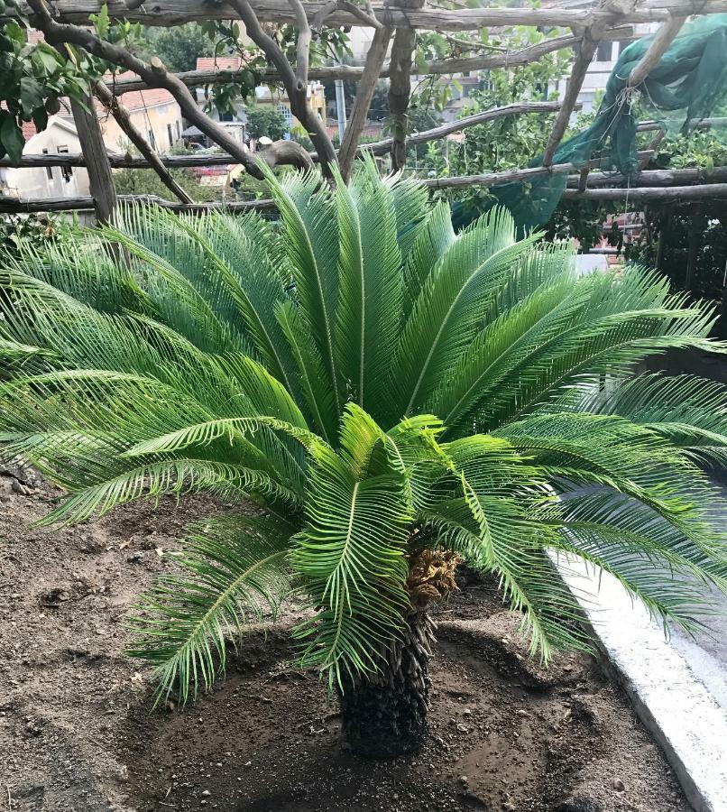 Appartamento con Vista Giardino