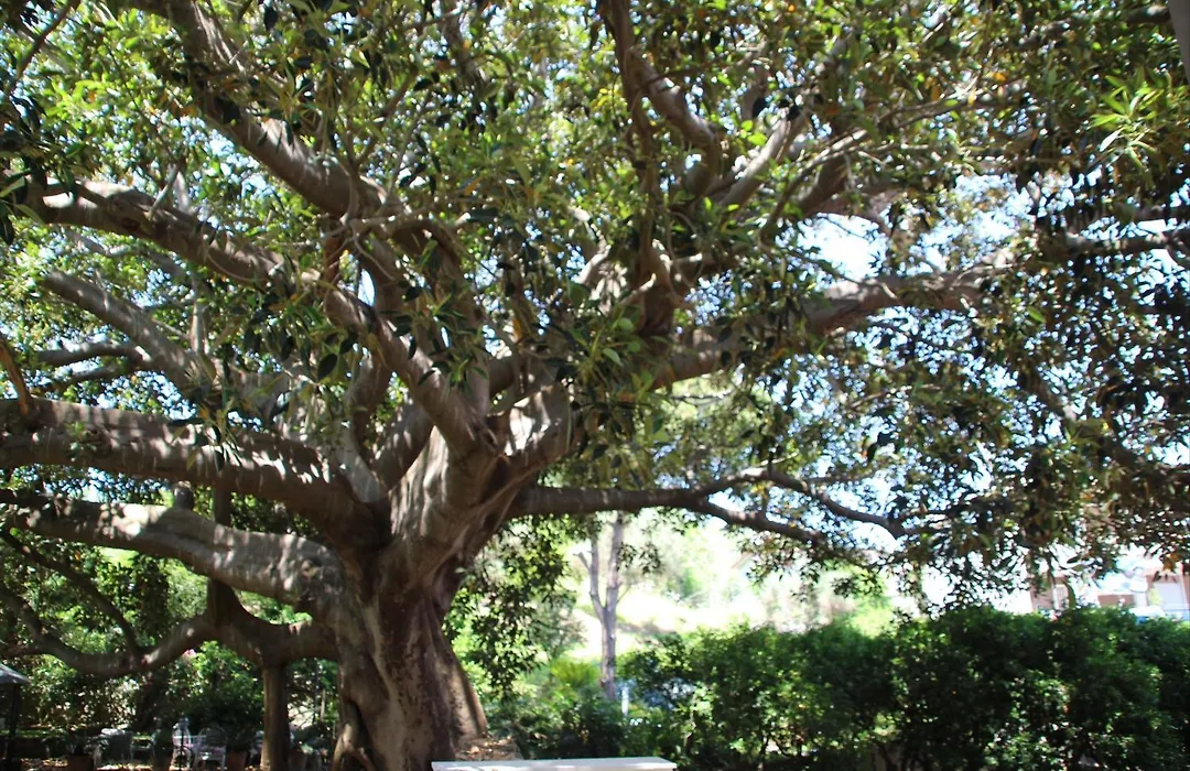 Affittacamere La Magnolia-1