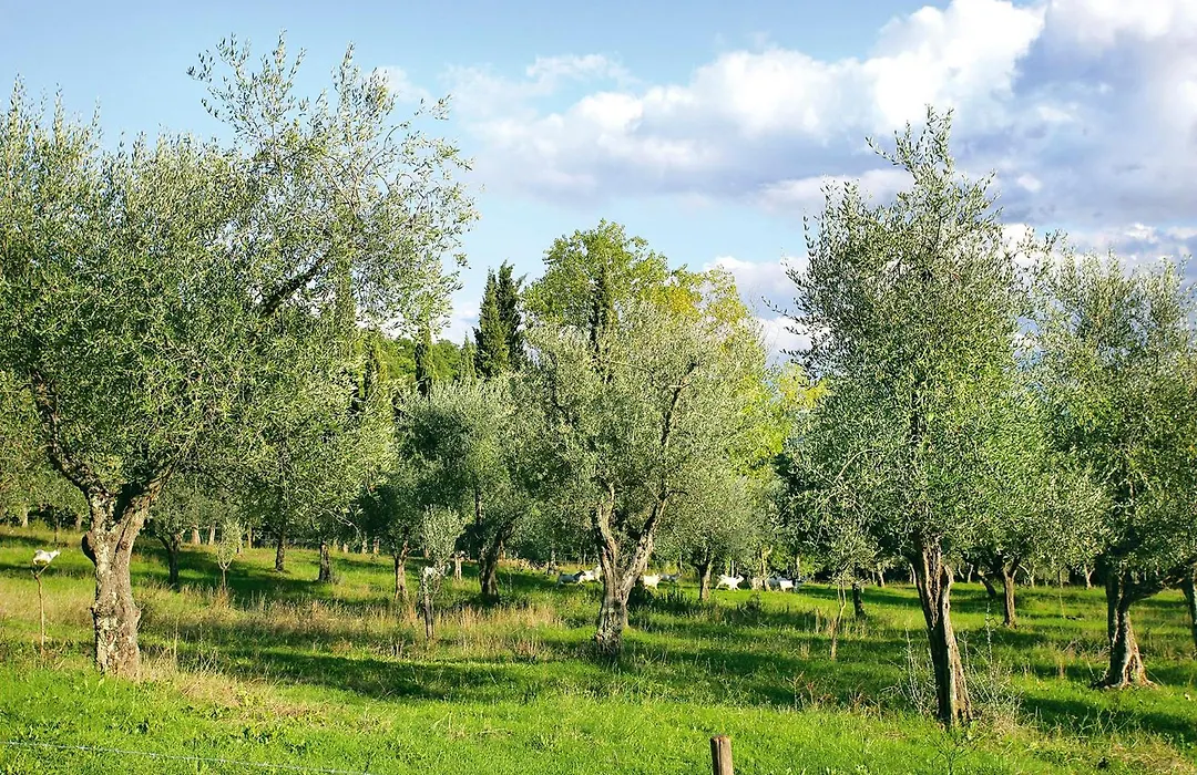Tenuta La Bandita-1