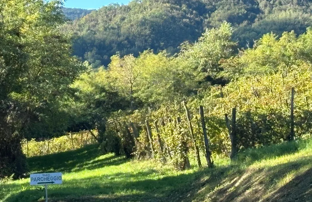 Uvamatta-1