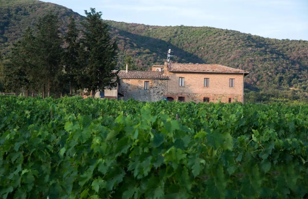 Luce di Vino-1