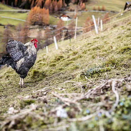 Duner Heuschupfe-2