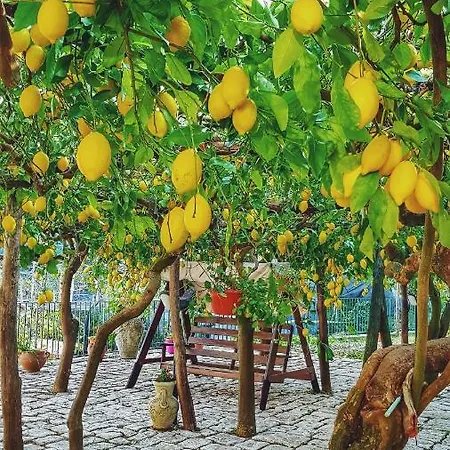 Il Limoneto degli Angeli-3