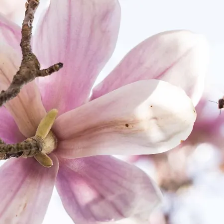 La Magnolia-2