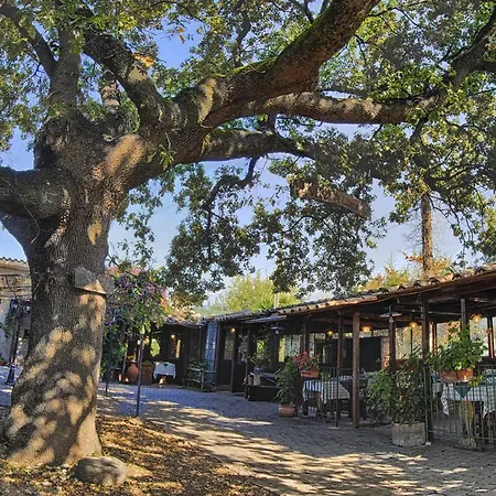 La Vecchia Quercia-2