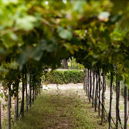 Boutique Wine Resort - Villa Dianella-2