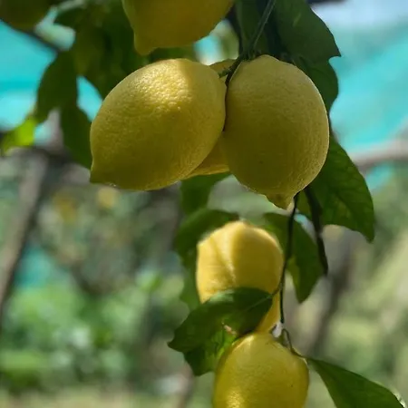 Il Giardino Dorato-2