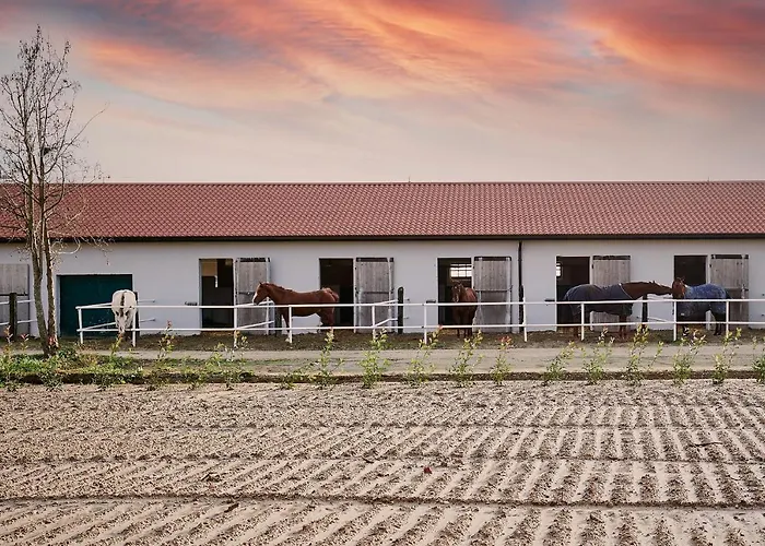 Brussa Horse Oasi