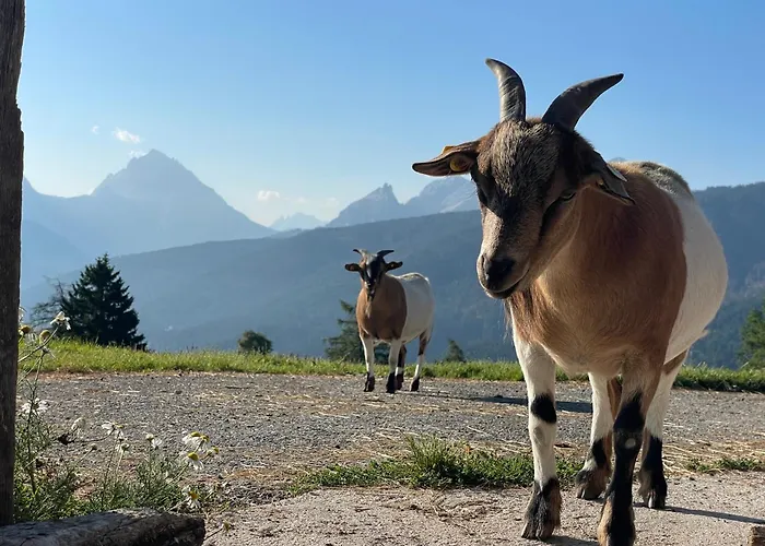 Tiefentalhof - Urlaub Am Bauernhof