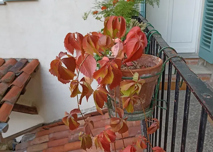 Antica Magnolia