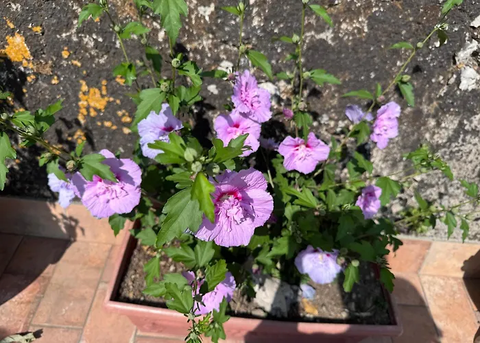 Il Limoneto di Teresa Amalfi Coast