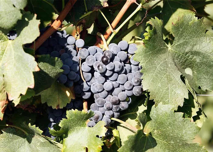 Agriturismo Colombarino
